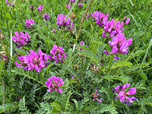 Hedysarum boreale blooms purple flowers in spring. Close-up. Numerous lilac flower textures. Fabaceae, or legume family. Utah sweetvetch, northern sweetvetch, boreal sweet-vetch, plains sweet-broom.
