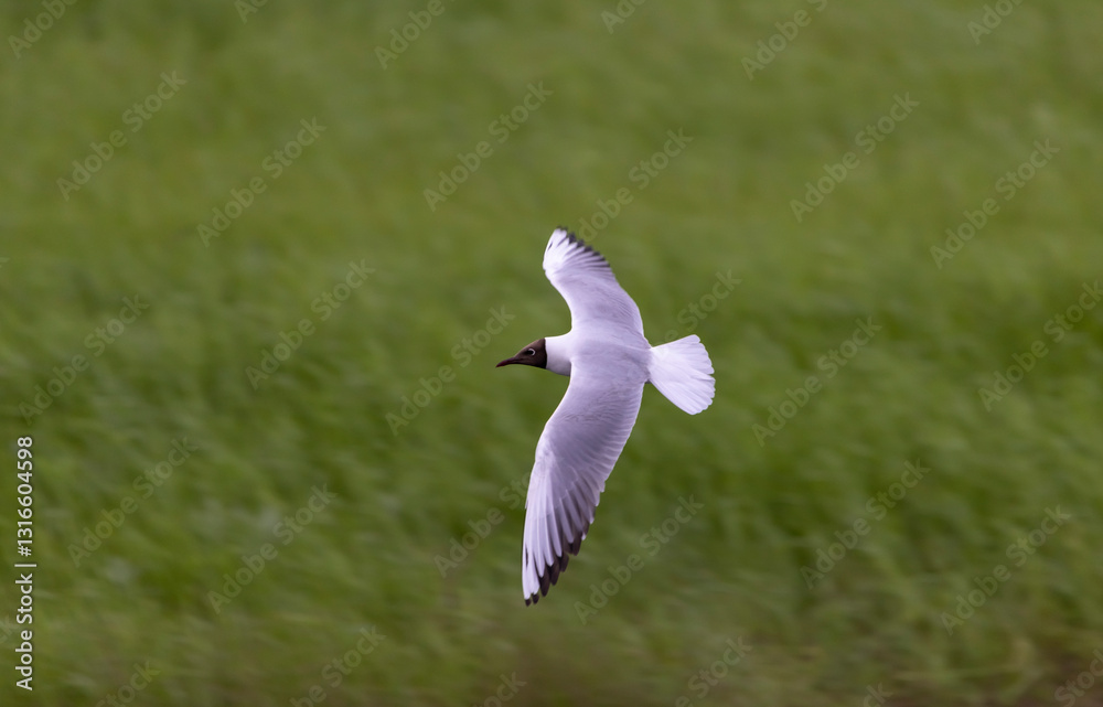 white seagull with black head flies against green field
