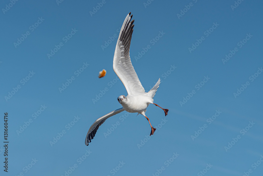 seagull flying in the sky