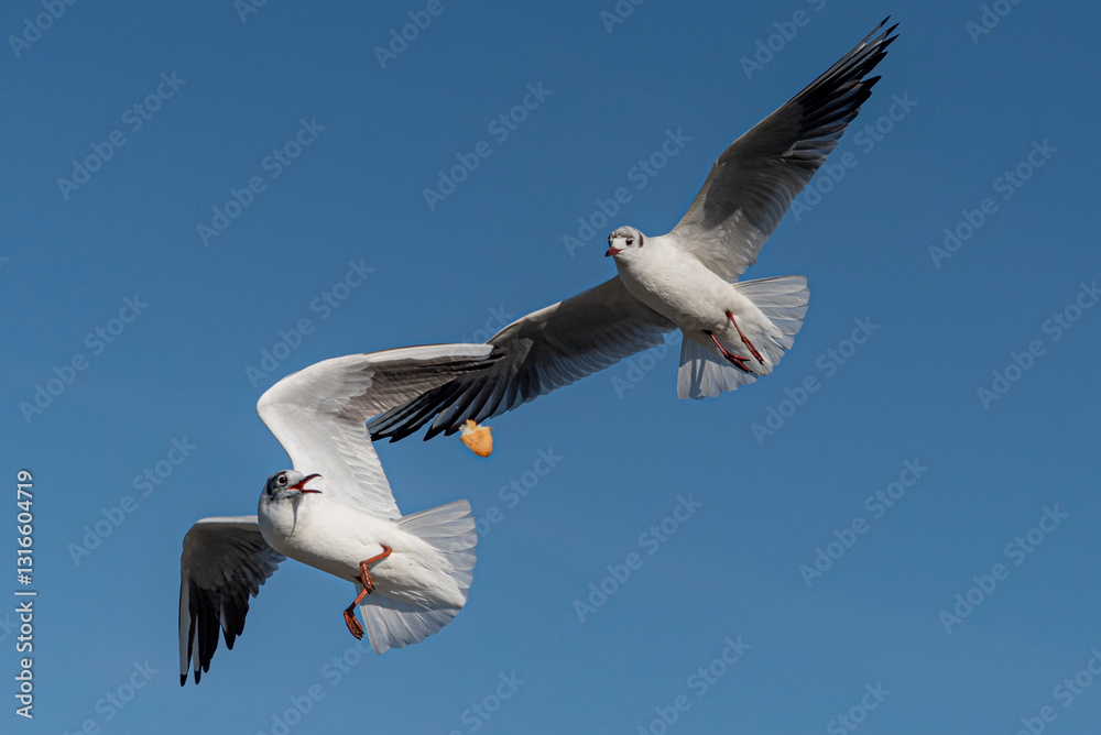 seagulls flying in the sky