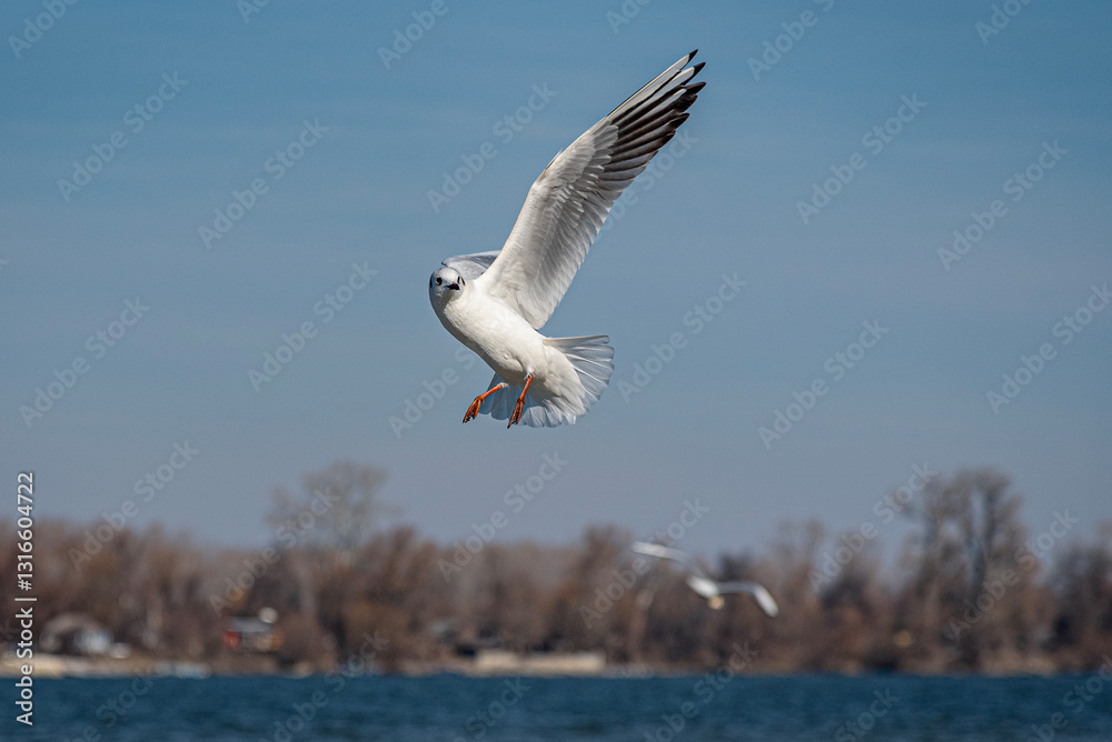 seagull flying in the sky