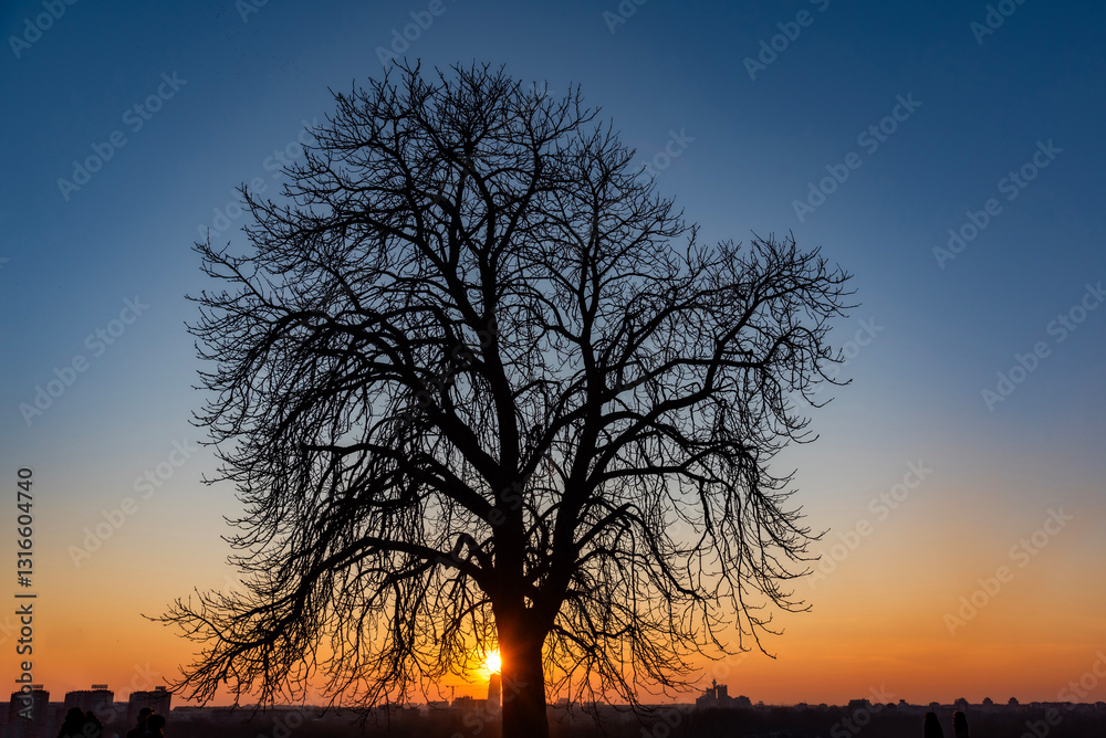 sunset in the park