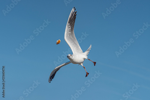 Obraz na płótnie seagull flying in the sky w salonie