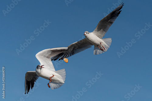 seagulls flying in the sky