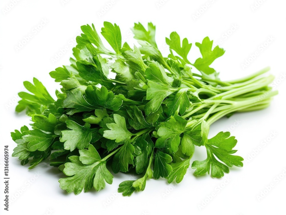 Freshly harvested parsley bunch for cooking, isolated on white Freshly harvested parsley bunch for cooking, isolated on white