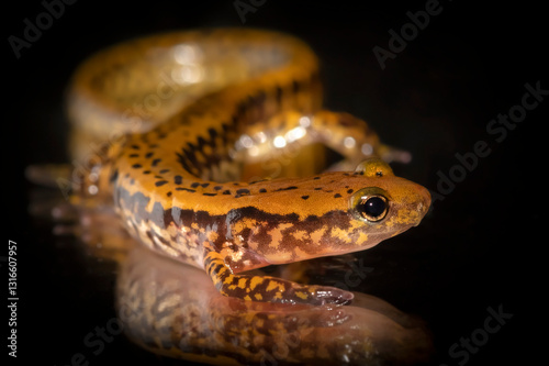 Eurycea longicauda, commonly known as the long-tailed salamander