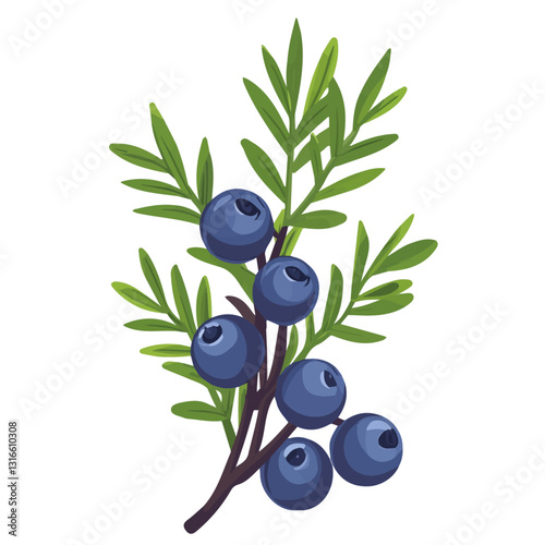 2D flat vector illustration Juniper Berry icon isolated on a white background.



