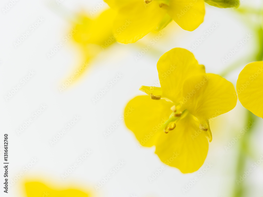 Fototapeta premium 菜の花の黄色い花のアップ02