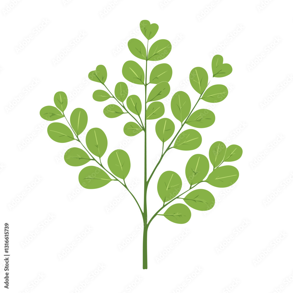 2D flat vector illustration Moringa icon isolated on a white background.
2D flat vector illustration Moringa icon isolated on a white background.