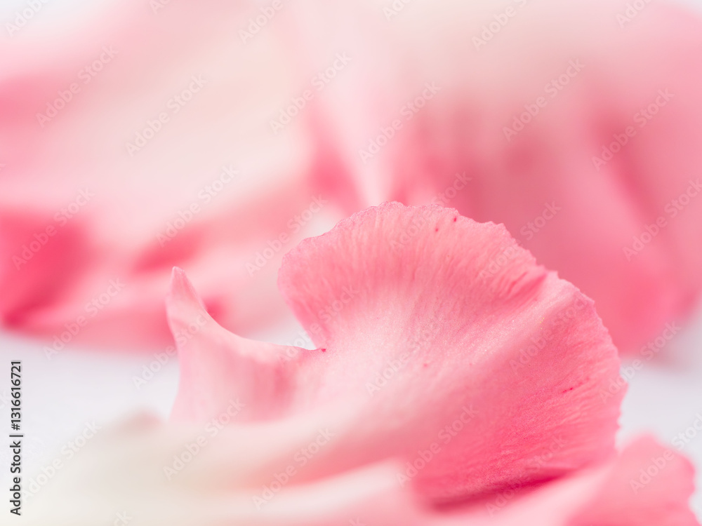 ピンクのカーネーションの花びらのアップ16 ピンクのカーネーションの花びらのアップ16