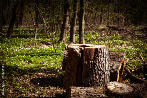 Fototapeta Naklejka Na Ścianę i Meble -  stump in the forest