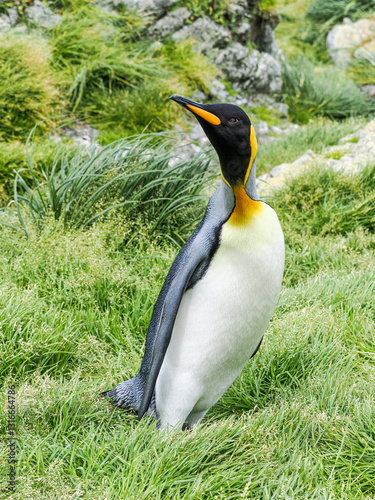 Portrait of King Penguin on Macquarie Island photo