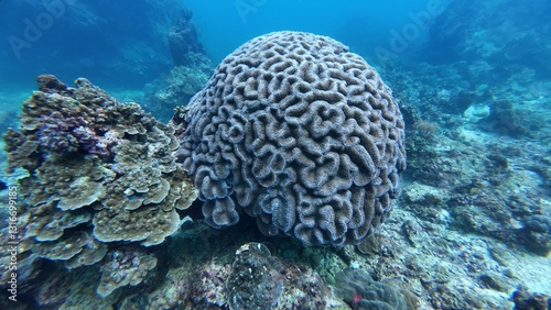 Bilde på lerret Marine life grooved Brain coral close up