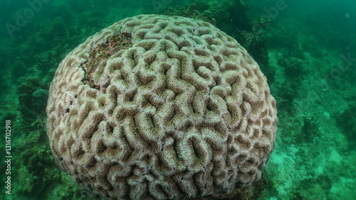Marine life grooved Brain coral close up
