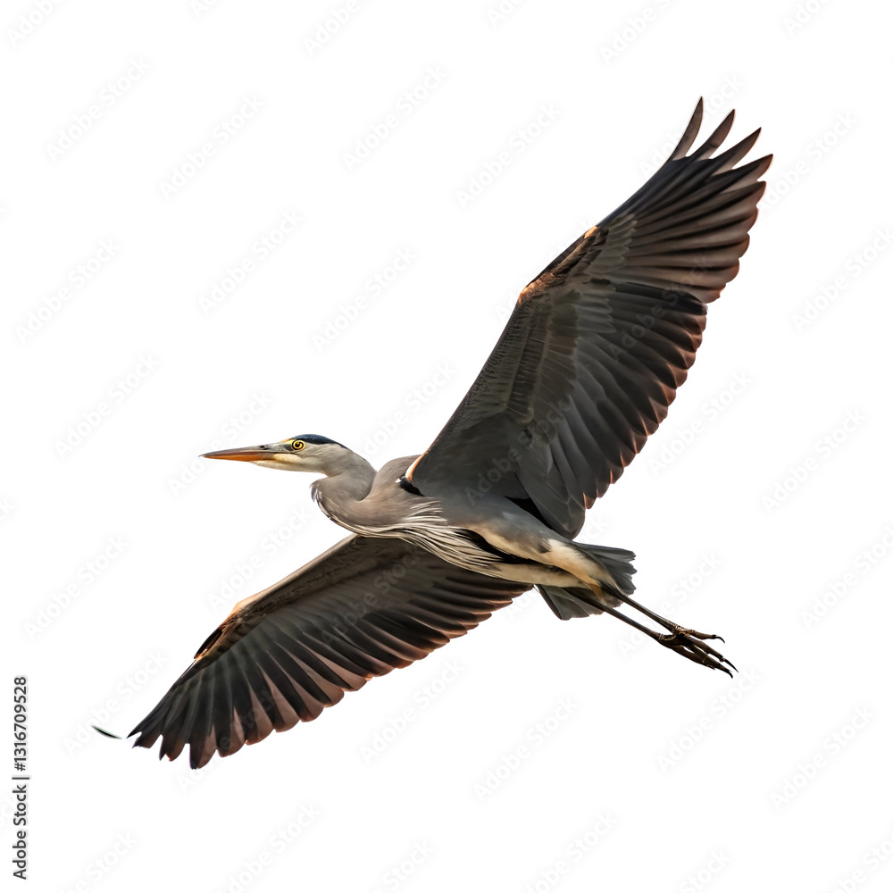 Obraz premium great blue heron cut out on white or transparent background