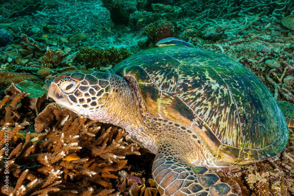 Fototapeta premium Indonesia, Raja Ampat, Green Sea Turtle (Chelonia mydas)