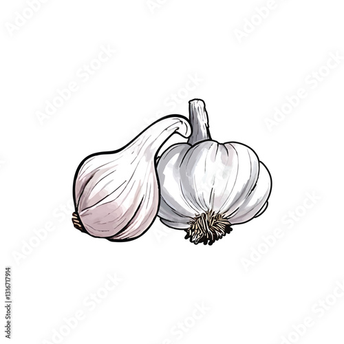 Hand-drawn watercolor vector illustration of fresh garlic bulbs, perfect for cookbooks, recipe websites, kitchen decor, food packaging, and culinary publications featuring natural ingredients.
