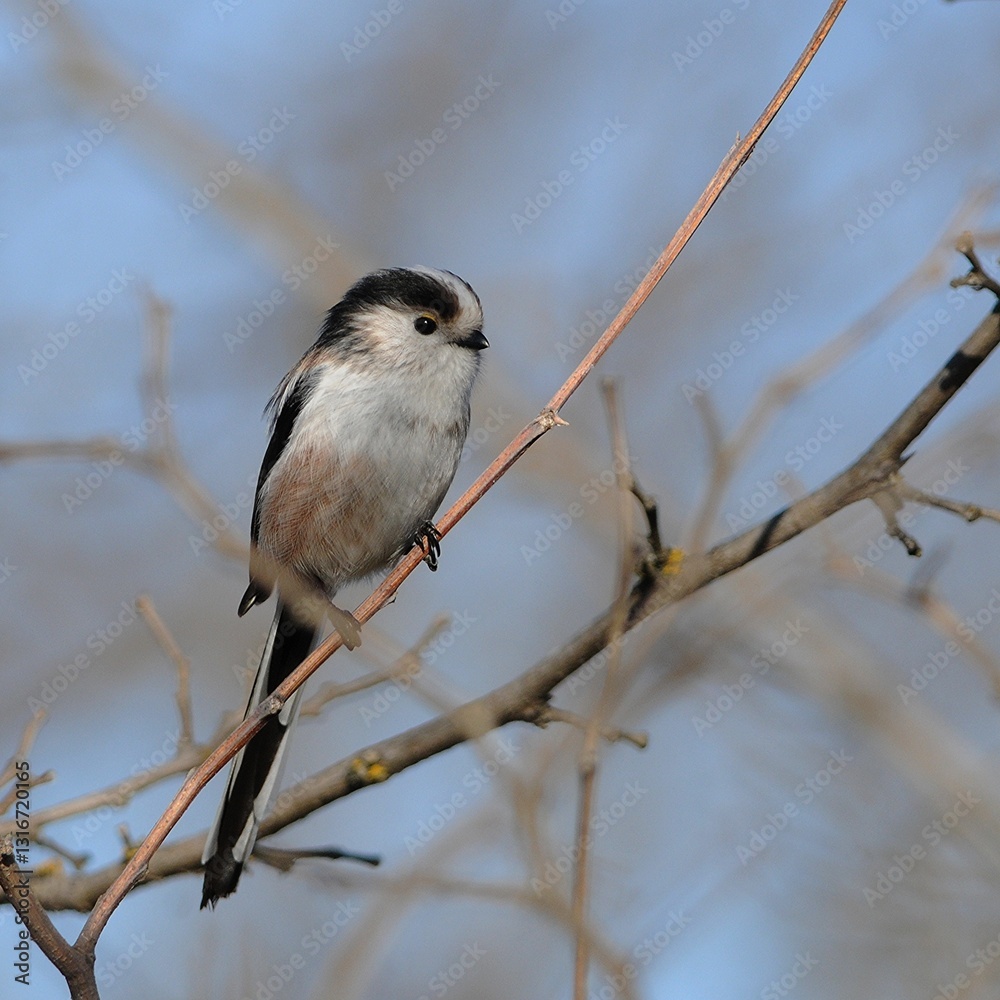 Fototapeta premium Codibugnolo