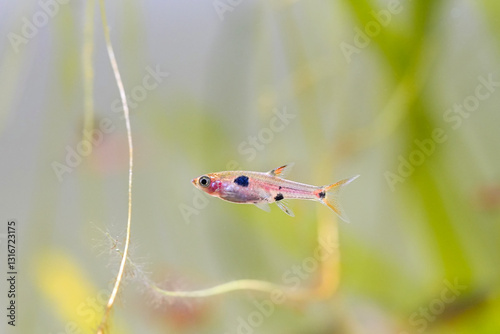 Dwarf rasbora galaxy, Rasbora maculata Freshwater fish in nature aquarium, is often as often referred as Boraras maculatus Dwarf danio. Animal aquascaping photography  photo