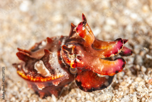 Indonesia, Raja Ampat, Flamboyant Cuttlefish (Metasepia pfefferi) photo