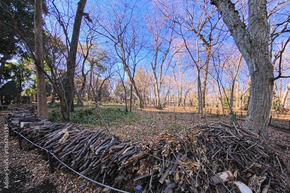 Fototapeta premium 春の公園