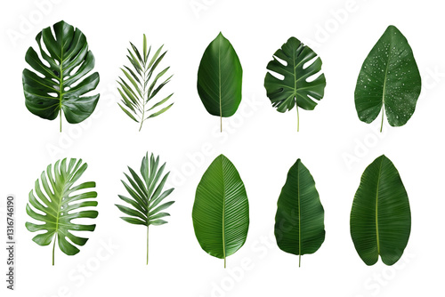 Verschiedene tropische Blätter und Farn – PNG mit transparentem Hintergrund

