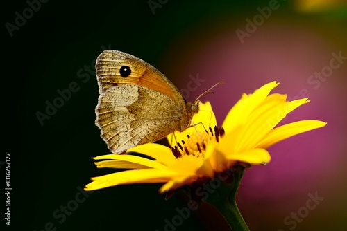 Schmetterling im Frühling