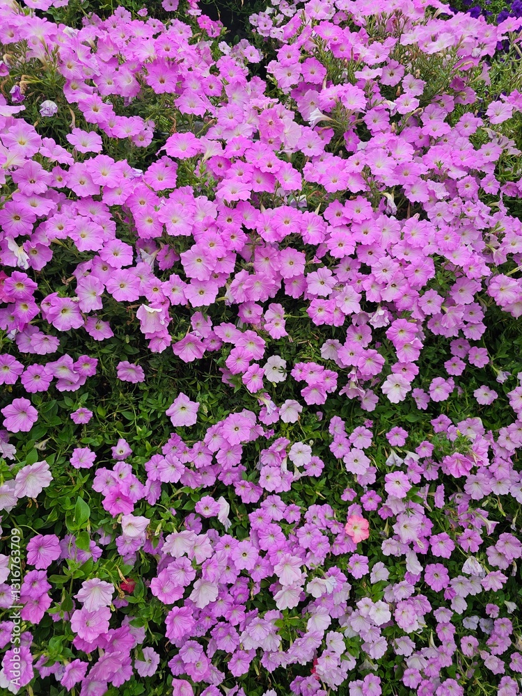 A lush display of blooming pink petunias covering the green foliage beneath. A lush display of blooming pink petunias covering the green foliage beneath.