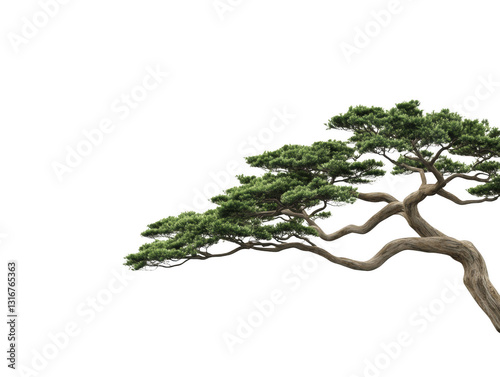 A large tree with green leaves is shown against a white background. The tree is tall and has a long trunk, with branches extending outwards. Concept of tranquility and natural beauty