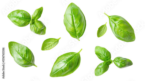 A still life of basil leaves isolated on a white background