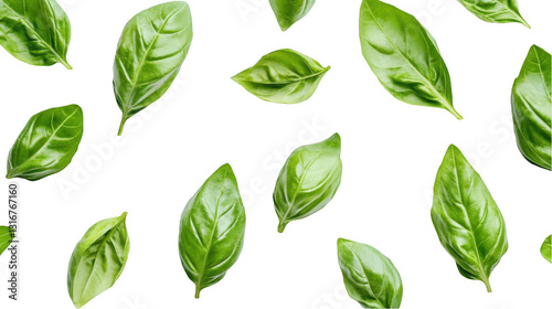 A still life of basil leaves isolated on a white background