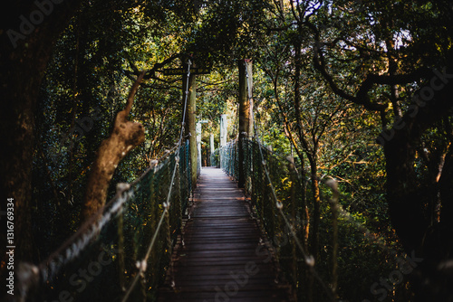 O’Reilly’s Tree Top Walk in Lamington National Park, QLD, Australia