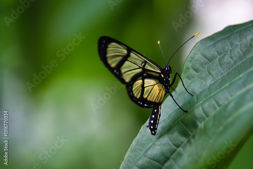 Tropischer Schmetterling