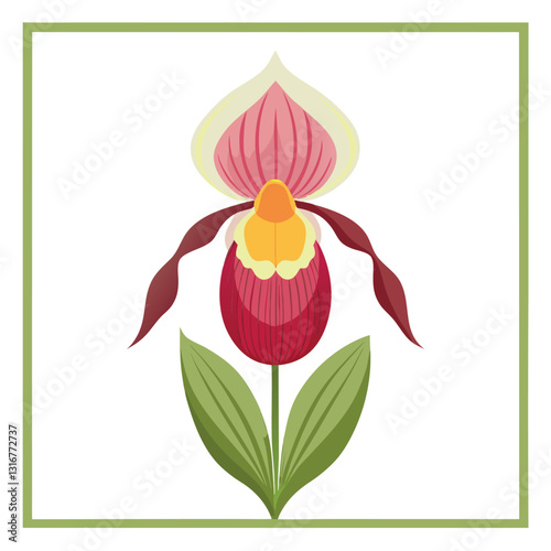 Lady slipper orchid flowers.
