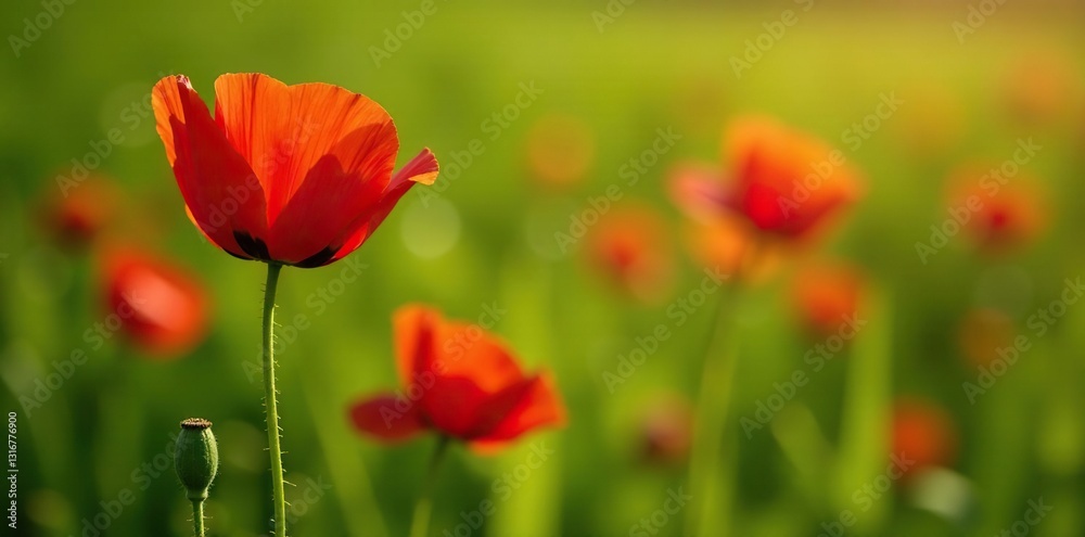 Bright red poppies with partially open petals and a tightly closed bud on a green meadow, wildflowers, botanical, flower Bright red poppies with partially open petals and a tightly closed bud on a green meadow, wildflowers, botanical, flower