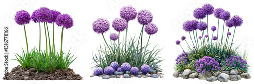 Set of a Purple allium flower garden, isolated on transparent background.