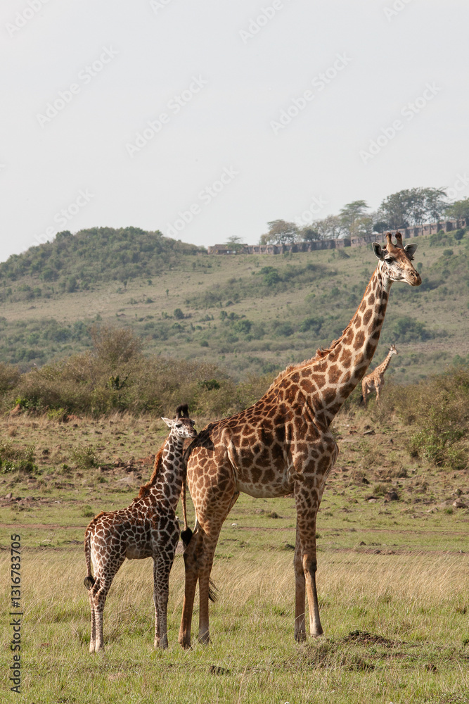Obraz premium Girafe