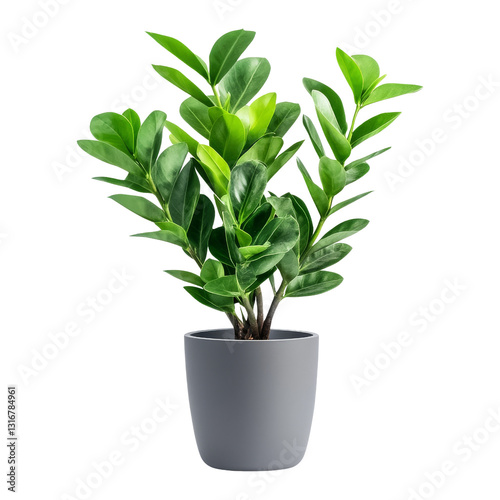 Wallpaper Mural Indoor plant decoration home photography natural close-up Torontodigital.ca