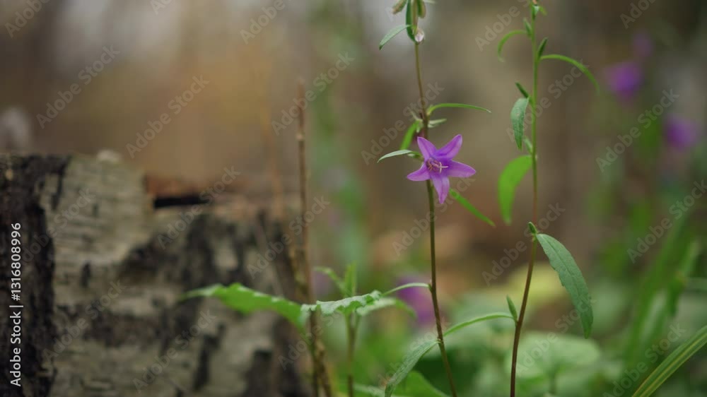 Scenic view of beautiful purple flower blooming beside cut-down tree trunk with soft-focus blurred background, vibrant petals contrast with green foliage Scenic view of beautiful purple flower blooming beside cut-down tree trunk with soft-focus blurred background, vibrant petals contrast with green foliage