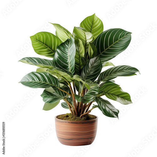 Green Pot Plant Isolated On White Background	