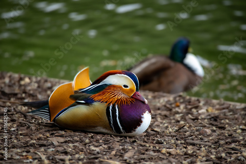 mandarin duck in the park