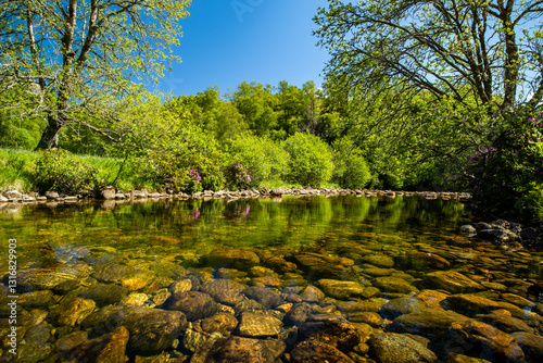 lake in the forest
