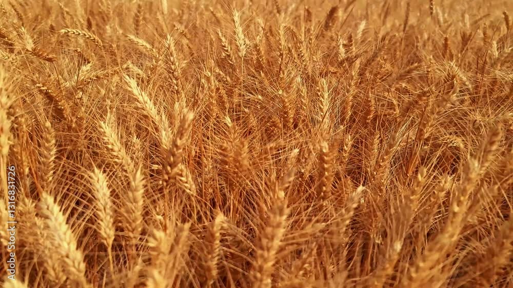 Golden Wheat Field with Close-up of Ripe Wheat Plants in Summer Golden Wheat Field with Close-up of Ripe Wheat Plants in Summer
