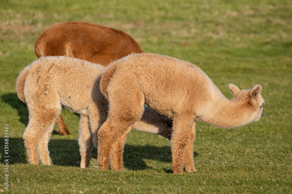 Luxury meets nature: high-quality alpaca wool from ethically raised red, white, and black alpacas in a pristine, green environment. A fusion of sustainable fashion, well-being, and premium craftsmansh Luxury meets nature: high-quality alpaca wool from ethically raised red, white, and black alpacas in a pristine, green environment. A fusion of sustainable fashion, well-being, and premium craftsmansh