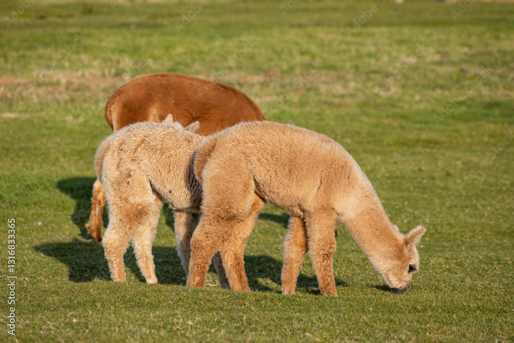 Obraz premium Luxury meets nature: high-quality alpaca wool from ethically raised red, white, and black alpacas in a pristine, green environment. A fusion of sustainable fashion, well-being, and premium craftsmansh