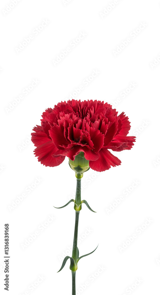 赤いカーネーション、透過背景