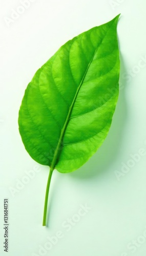 Green leaf isolated on white background with soft focus effect, botanical, nature