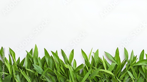 Green Leaves Border on White Background
