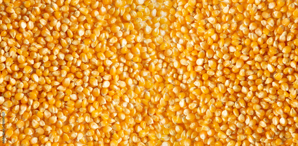 Heap of raw popcorn grains texture background. Dry yellow corns seeds pattern, maize Heap of raw popcorn grains texture background. Dry yellow corns seeds pattern, maize