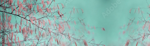 Panoramic shot of spring branches on a blue/green background with copy space: spring time concept	